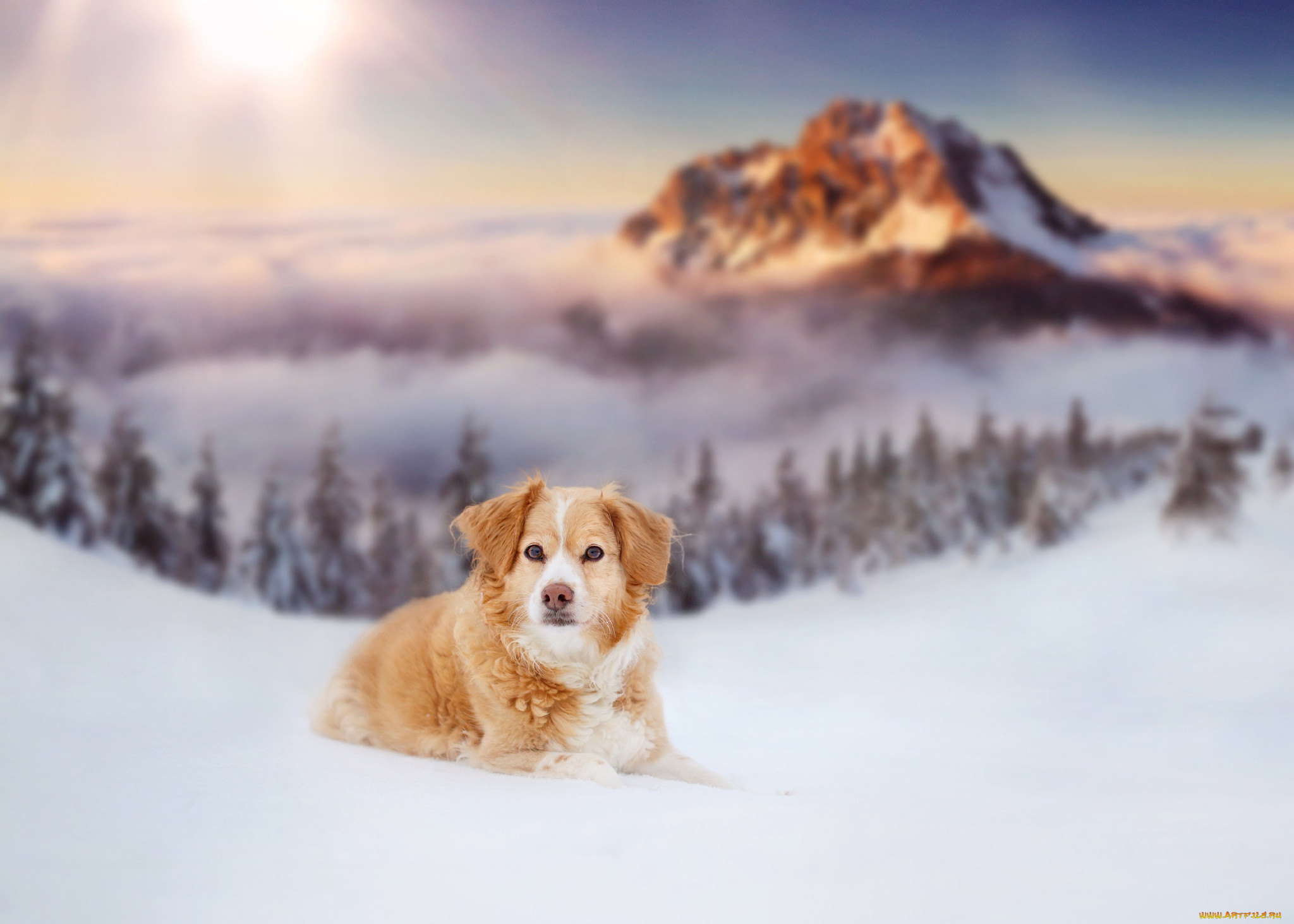 Красивые собаки в снегу